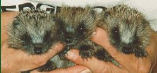 Care Rehabilitation And Aid For Sick Hedgehogs